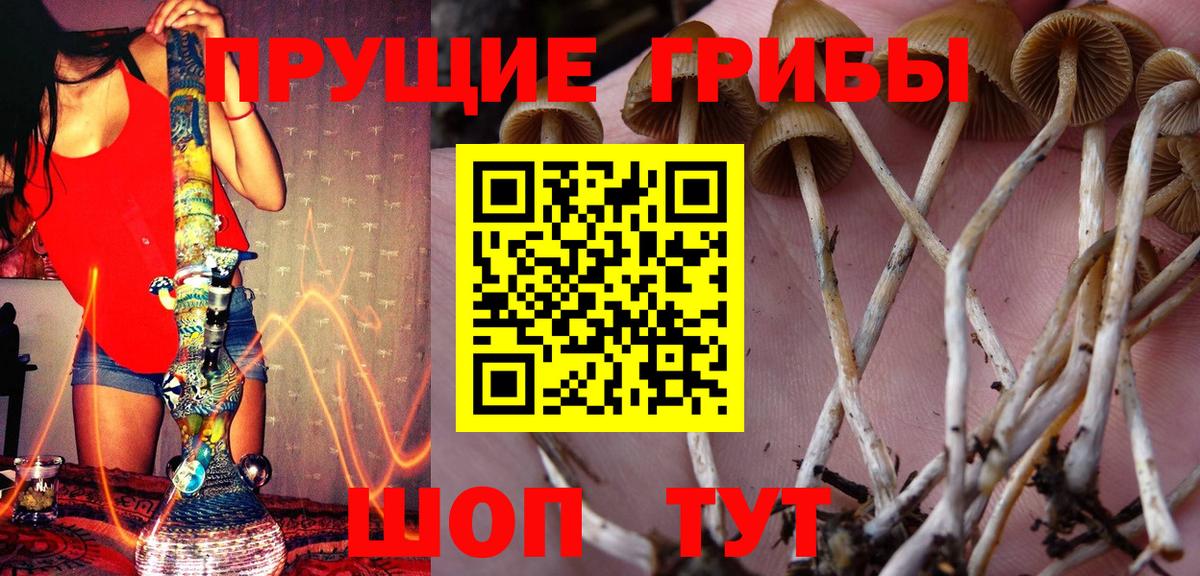 Псилоцибиновые грибы Psilocybe Красноармейск